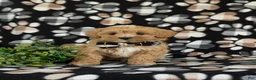 Maltipoo dogs for sale: Radclyf 7 lbs Full Grown - Ad 2