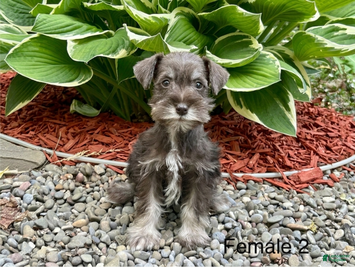 Miniature Schnauzer dogs Tiny - Ad 42