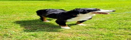 Bernese Mountain Dog dogs for sale: Lulu - Ad 6