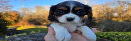 Cavalier King Charles Spaniel dogs for sale: Vicky - Ad 8