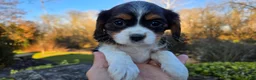 Cavalier King Charles Spaniel dogs for sale: Vicky - Ad 8