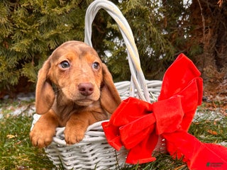 Miniature Dachshund dogs Harvey - Ad 20