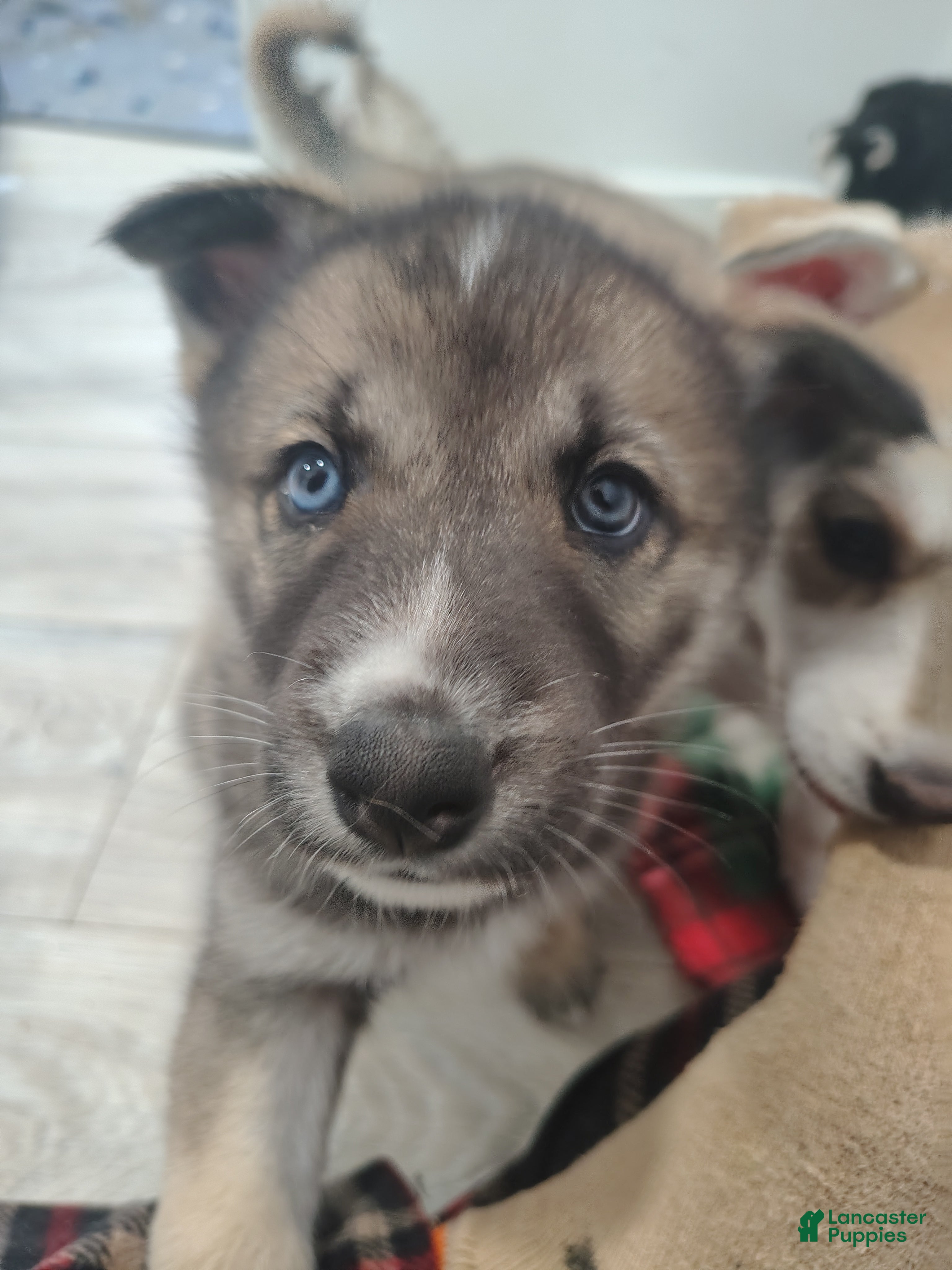 Gerberian Shepsky dogs Gerberian Shepsky Puppy 4 - Ad 4