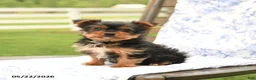 Yorkshire Terrier dogs for sale: Teddy - Ad 1