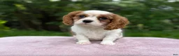 Cavalier King Charles Spaniel dogs for sale: Allie - Ad 5