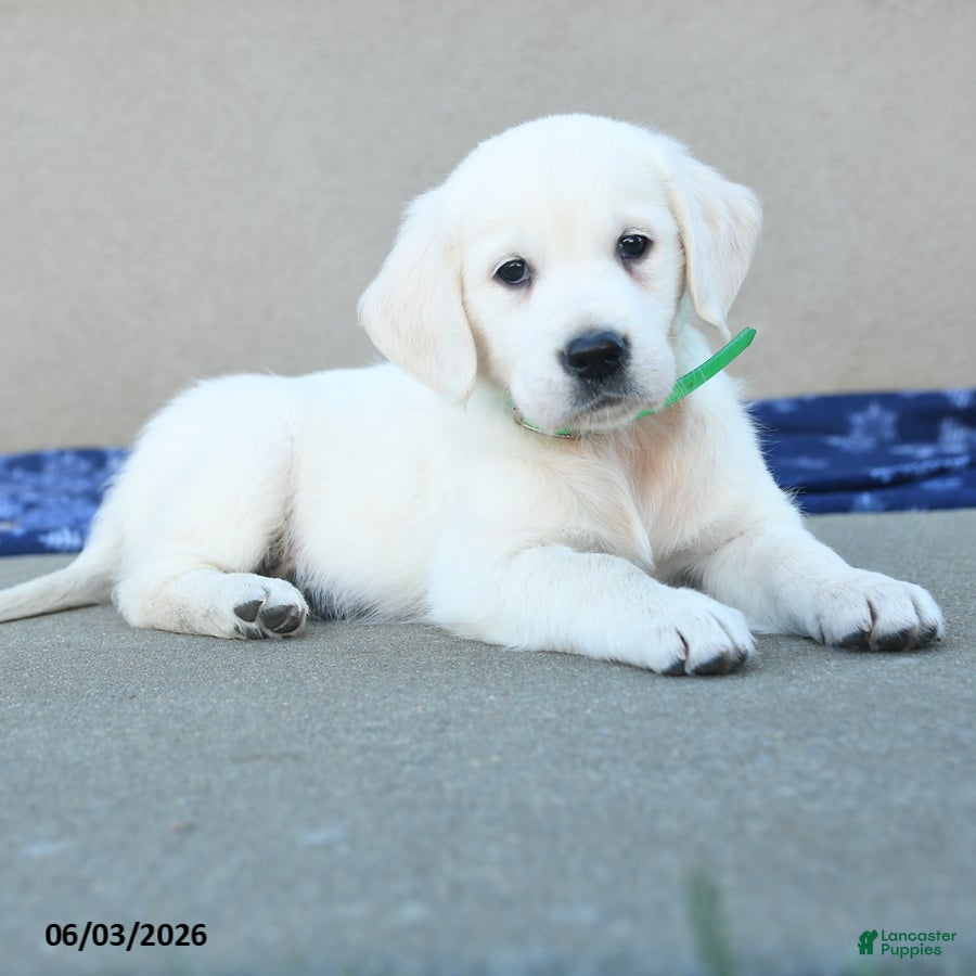 Golden Retriever dogs for sale: Fern - Ad 4