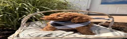 Mini Goldendoodle dogs for sale: Buddy - Ad 2