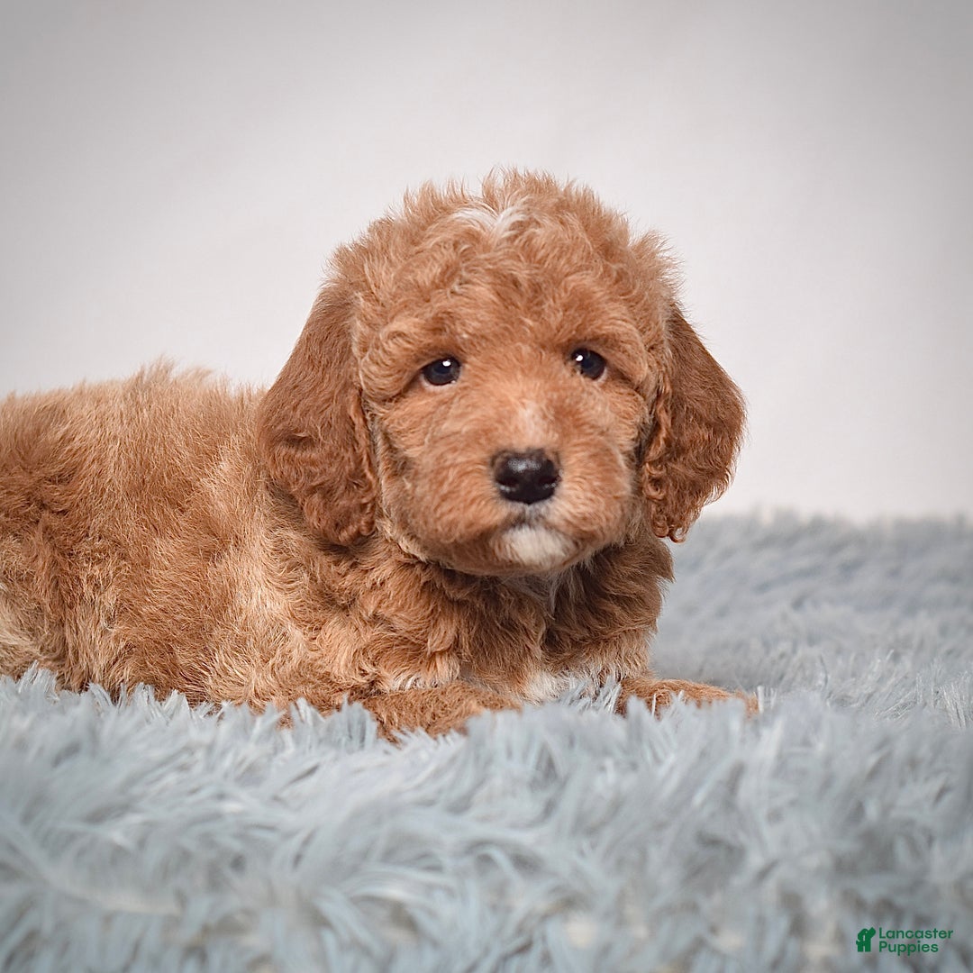 Mini Goldendoodle dogs for sale: Mr. Pluto - Ad 7