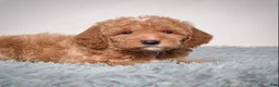 Mini Goldendoodle dogs for sale: Mr. Pluto - Ad 7