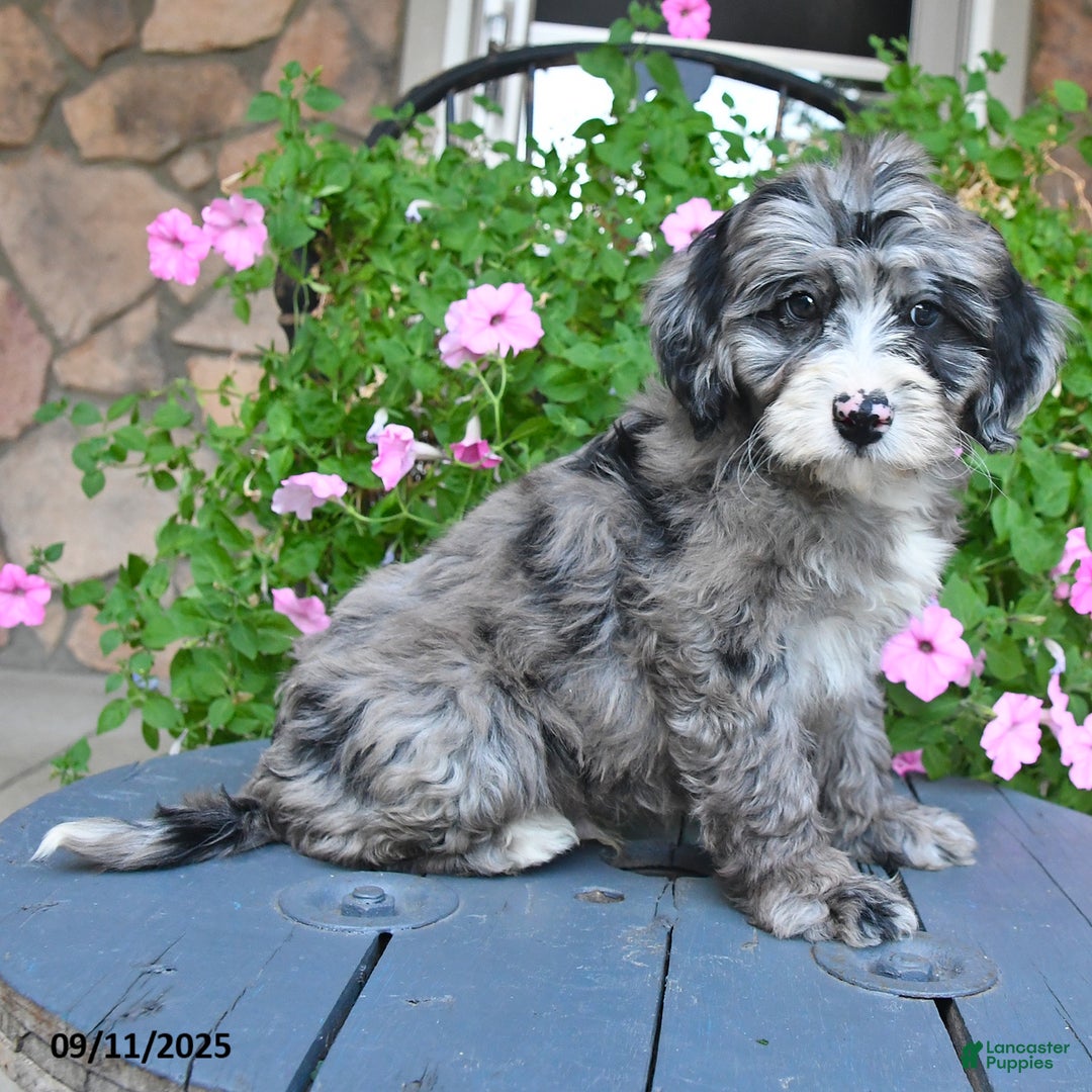 Mixed Breed dogs for sale: Prince - Ad 1