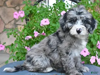 Mixed Breed dogs Prince - Ad 37