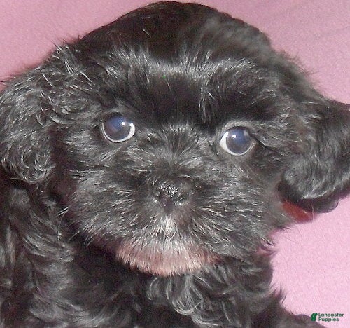 Shihpoo dogs Molly - Ad 2