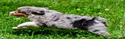 Miniature Australian Shepherd dogs for sale: Fancy - Ad 10