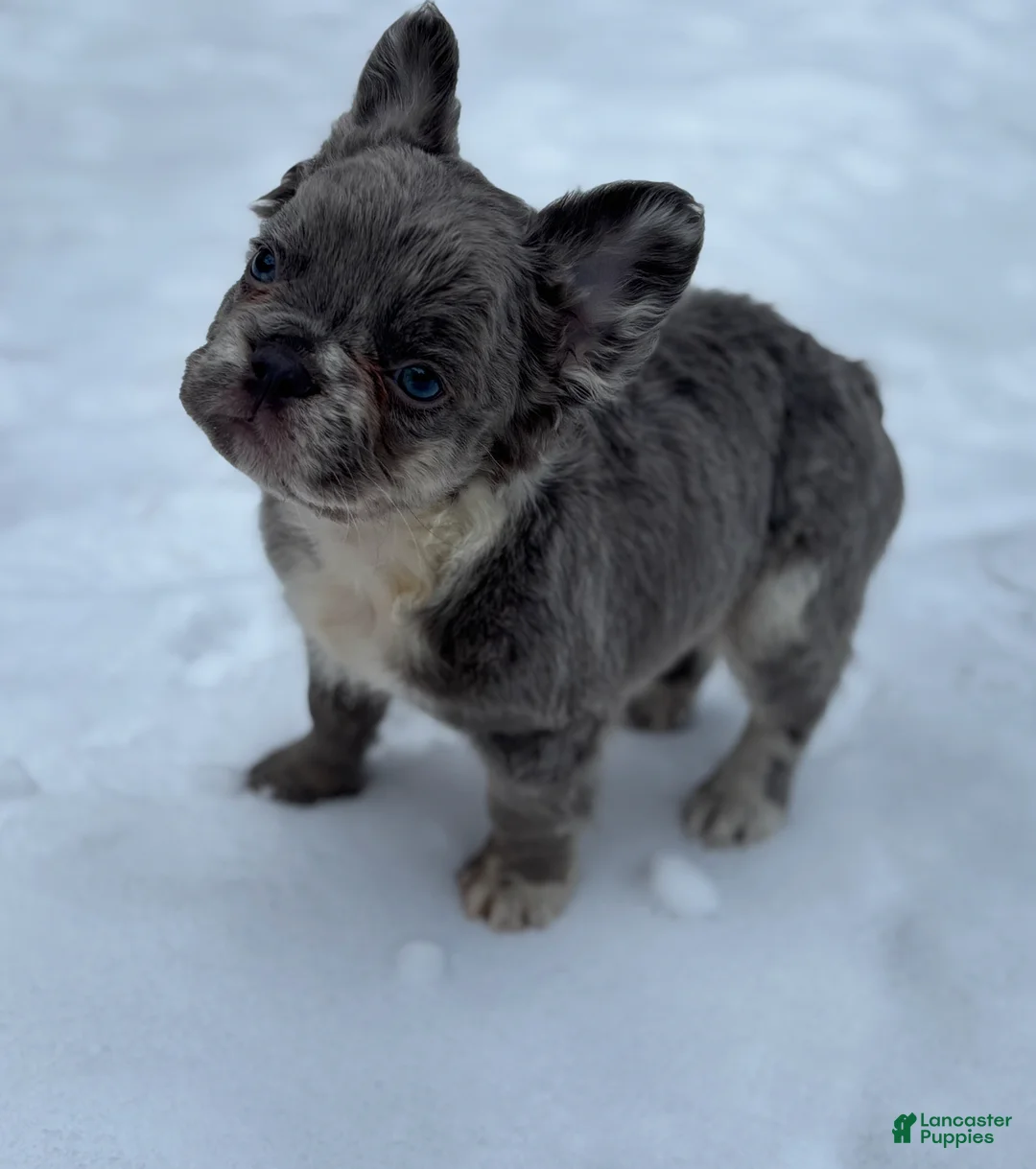 French Bulldog dogs for sale: Fluffy French Bulldog Puppy  - Ad 5