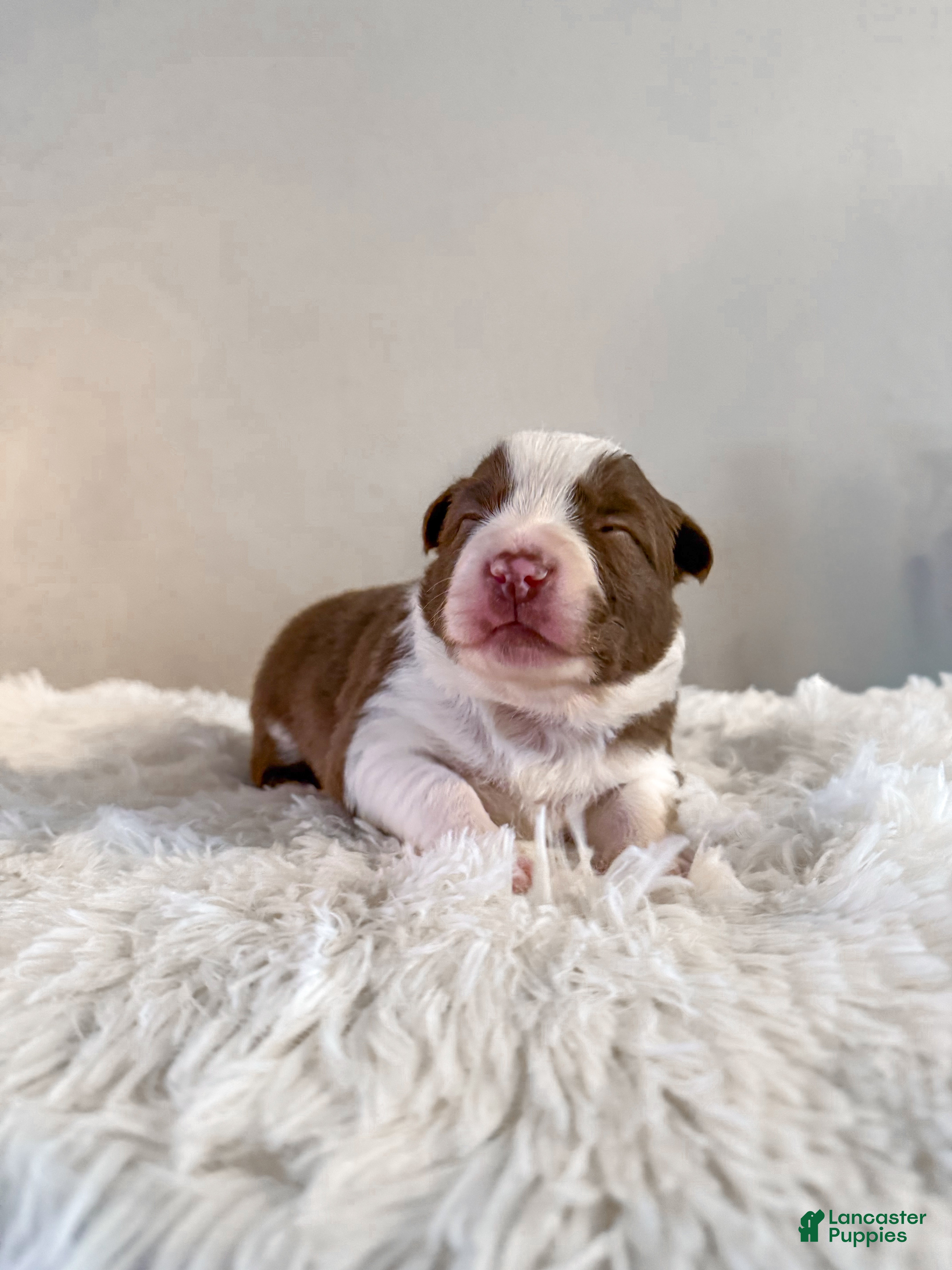 Border Collie dogs Porsche  - Ad 1