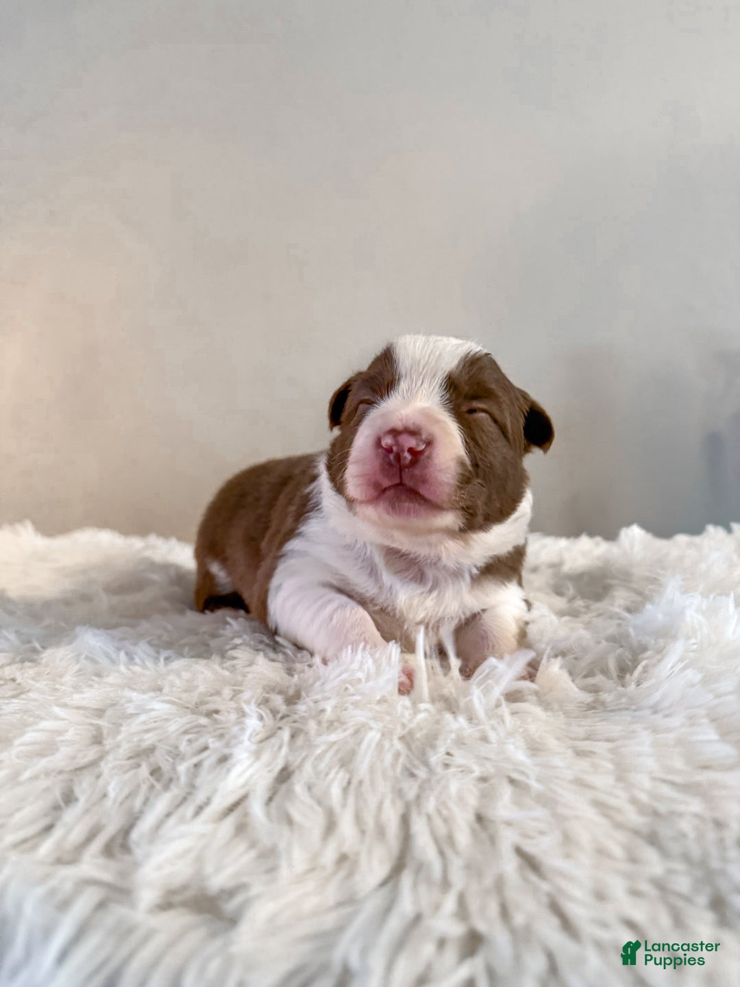 Border Collie dogs for sale: Porsche  - Ad 1