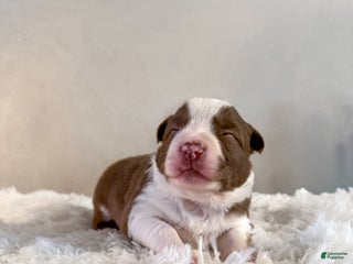 Border Collie dogs Porsche - Ad 42