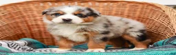 Australian Shepherd dogs for sale: Scamper - Ad 8