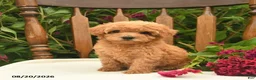Toy Poodle dogs for sale: Violet  - Ad 1