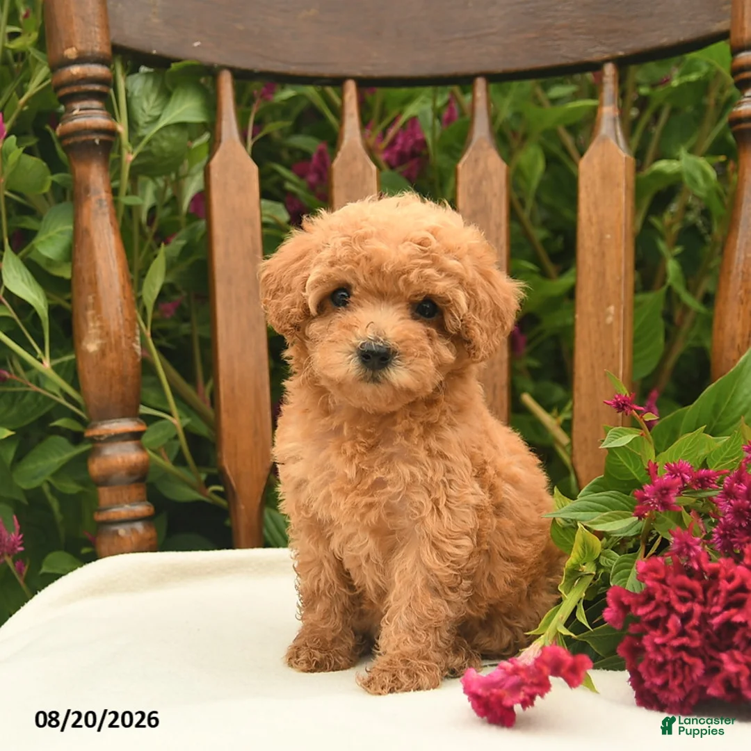 Toy Poodle dogs for sale: Violet  - Ad 1
