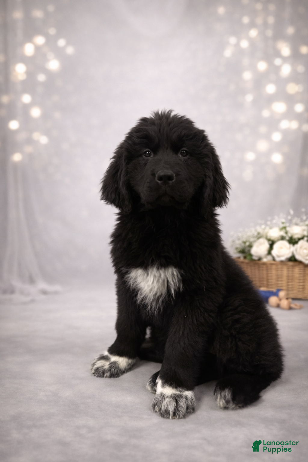 Newfoundland dogs Nyla - Ad 42