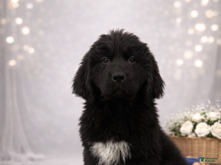 Newfoundland dogs Nyla - Ad 26