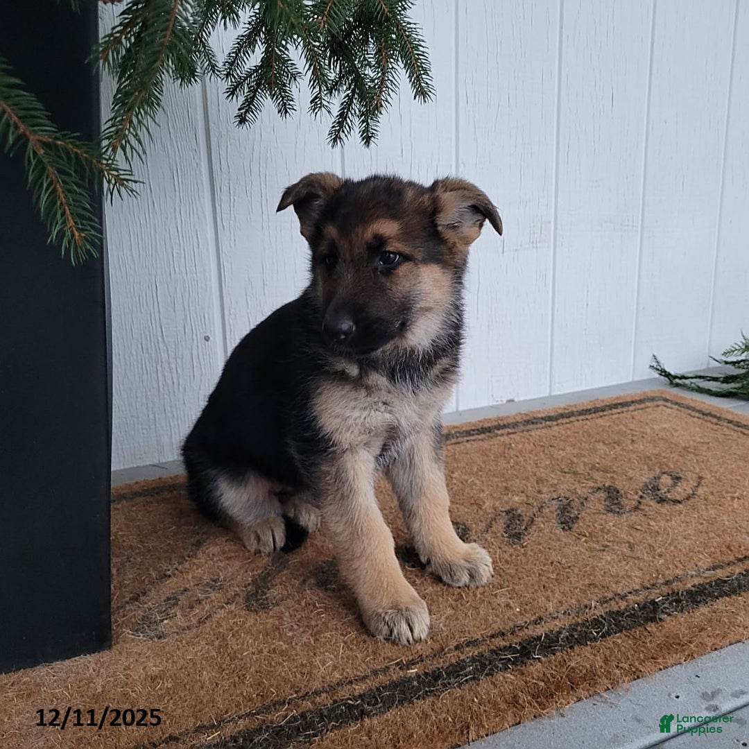 German Shepherd dogs for sale: Bella   - Ad 2