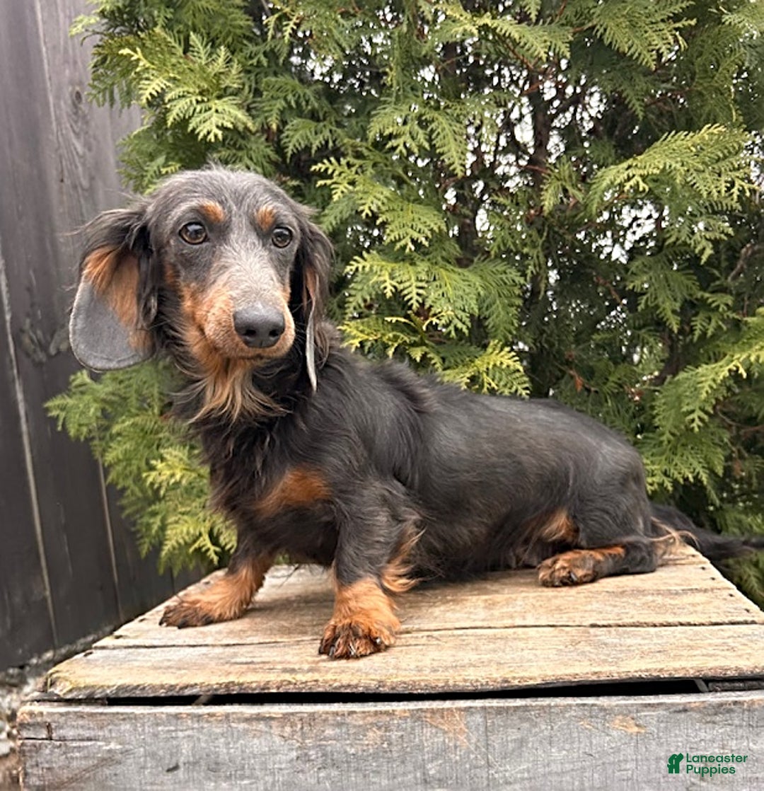 Miniature Dachshund dogs for sale: Clyde - Ad 4