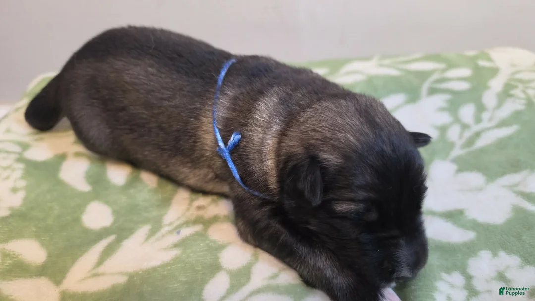 German Shepherd dogs for sale: blue  - Ad 5