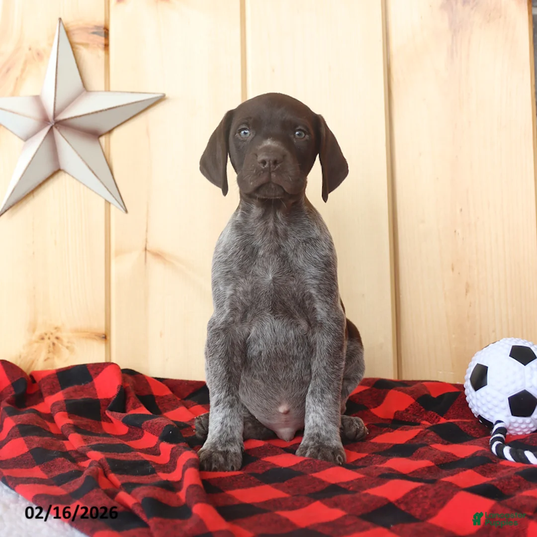 German Shorthaired Pointer dogs for sale: Duke - Ad 1