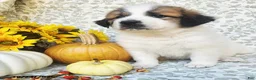 Saint Bernard dogs for sale: Rosie - Ad 3