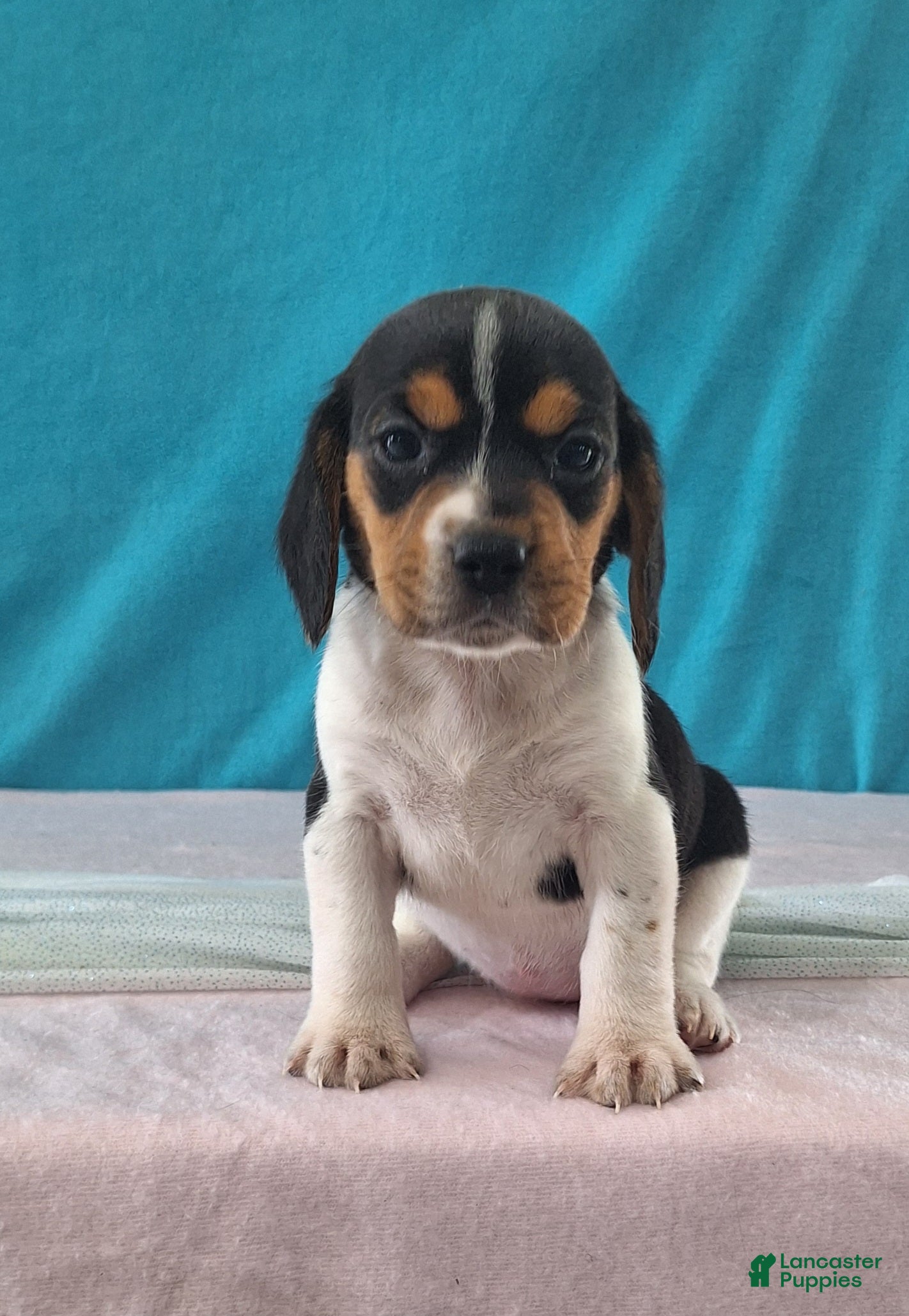Beagle dogs delilah - Ad 1