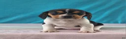 Beagle dogs for sale: delilah - Ad 1