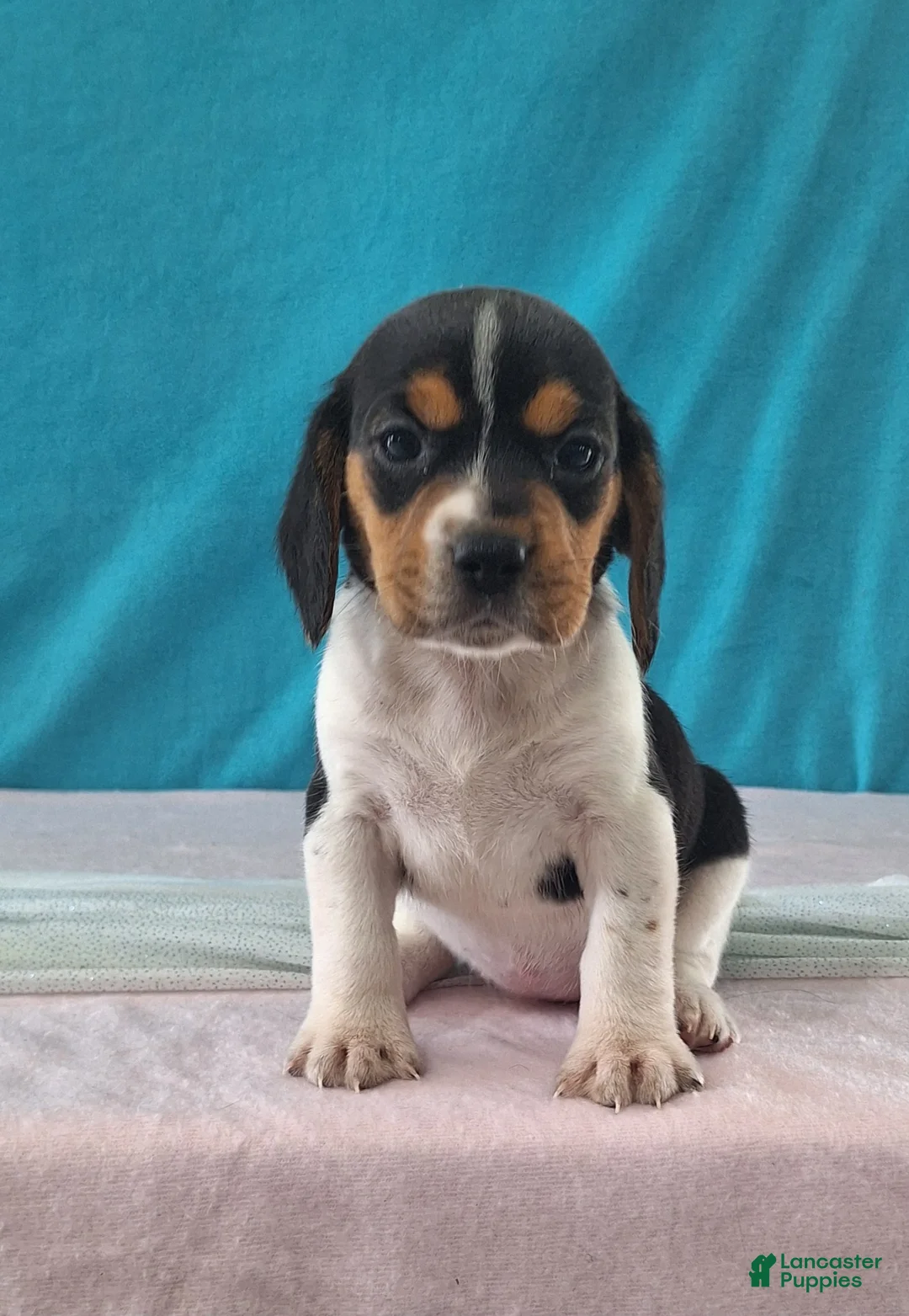 Beagle dogs for sale: delilah - Ad 1