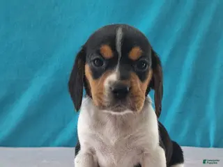 Beagle dogs for sale: Delilah - Ad 1