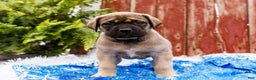 English Mastiff dogs for sale: Zack - Ad 8