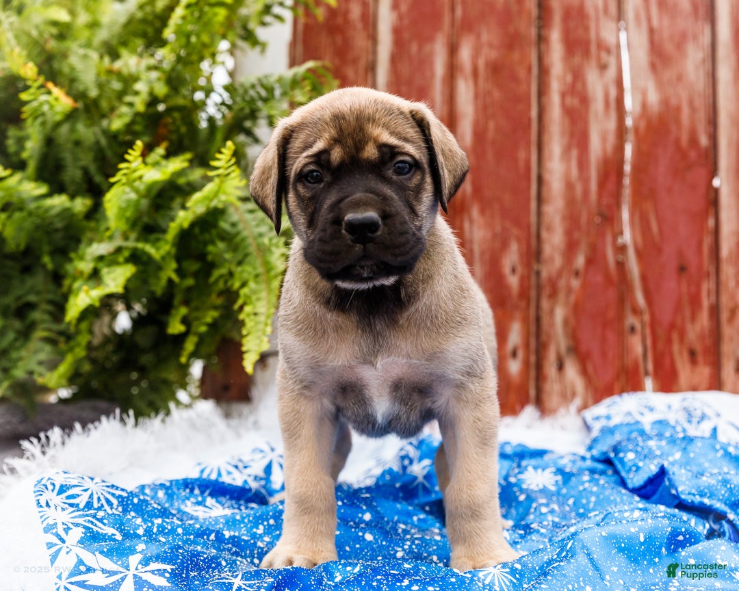 English Mastiff dogs for sale: Zack - Ad 8