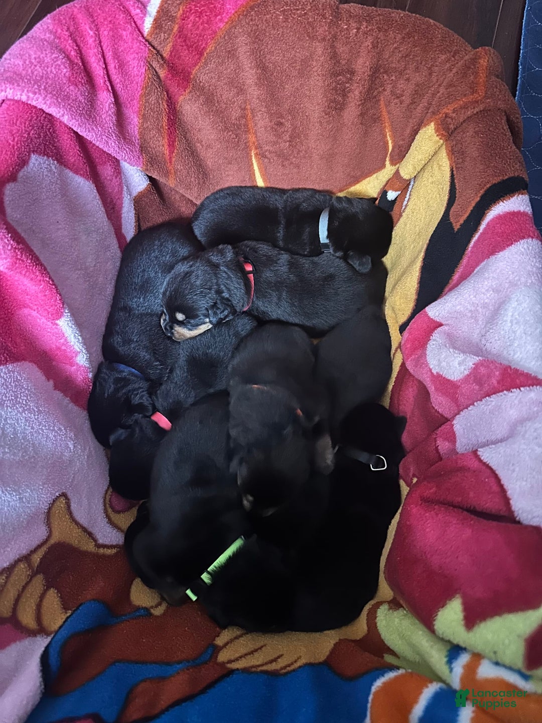 Gallery Image {{count}}