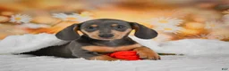 Miniature Dachshund dogs for sale: Dinah - Ad 6