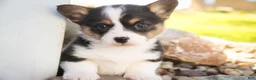 Welsh Corgi Pembroke dogs for sale: Olaf - Ad 5