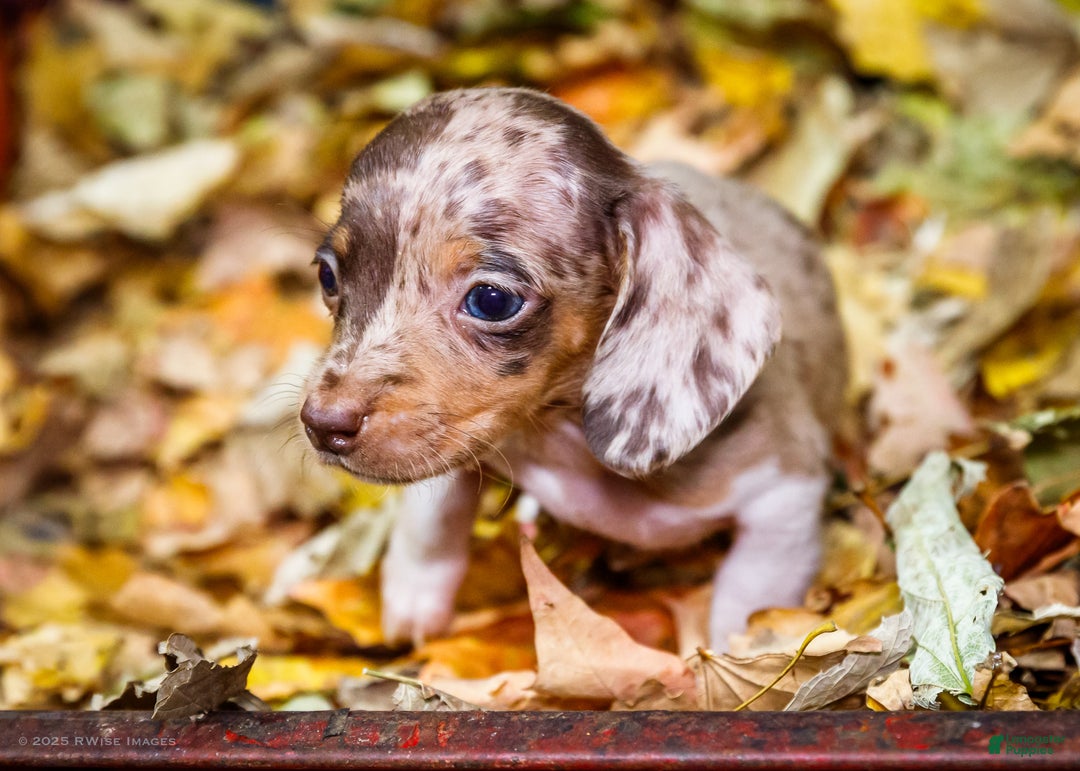 Miniature Dachshund dogs for sale: Ralph - Ad 7