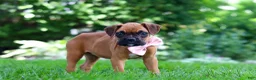 Boxer dogs for sale: Lily - Ad 1