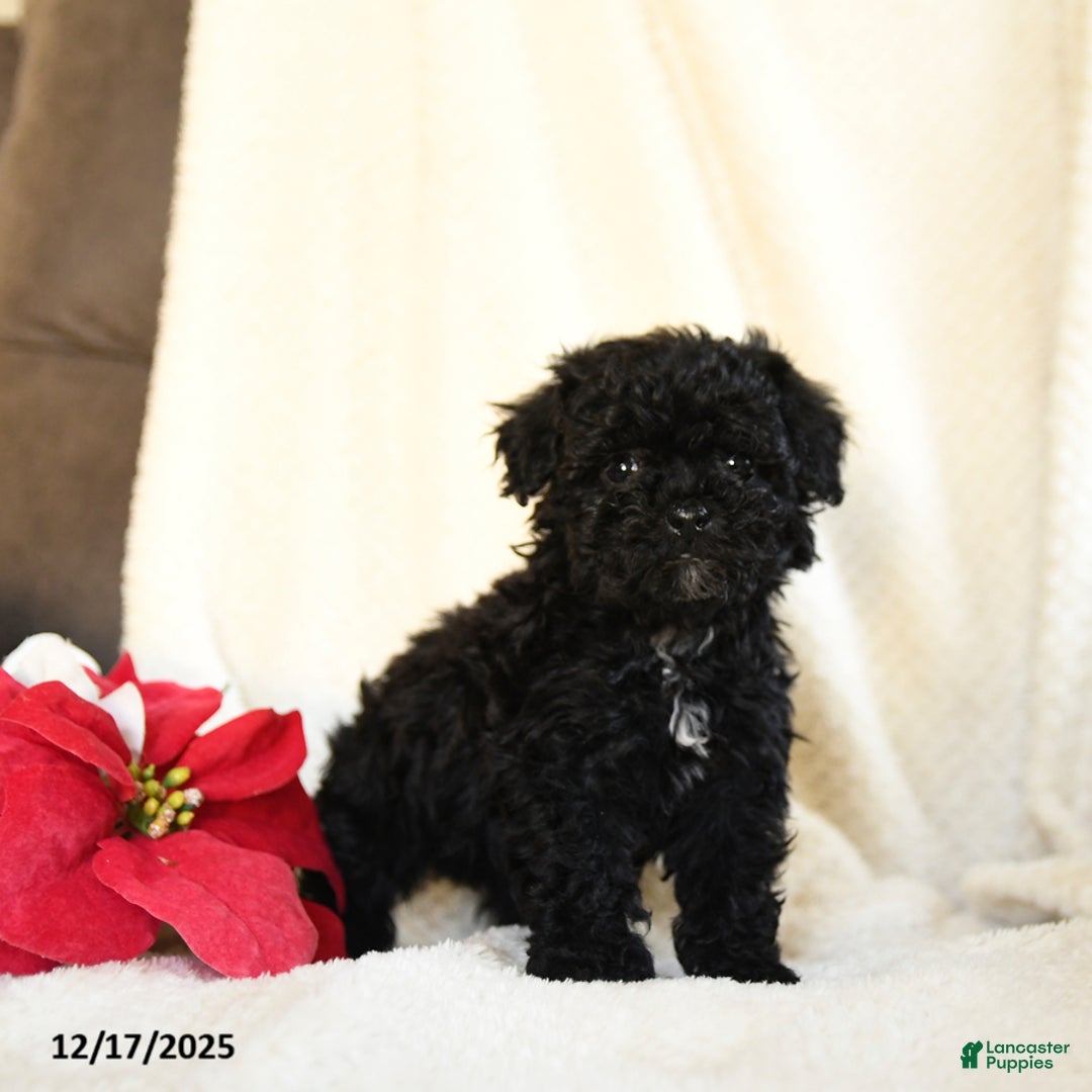 Teddy Bear dogs for sale: Candy Cane - Ad 2