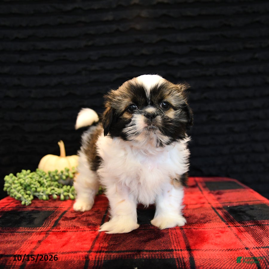 Shih Tzu dogs Buck - Ad 2