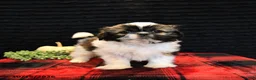 Shih Tzu dogs for sale: Buck - Ad 2