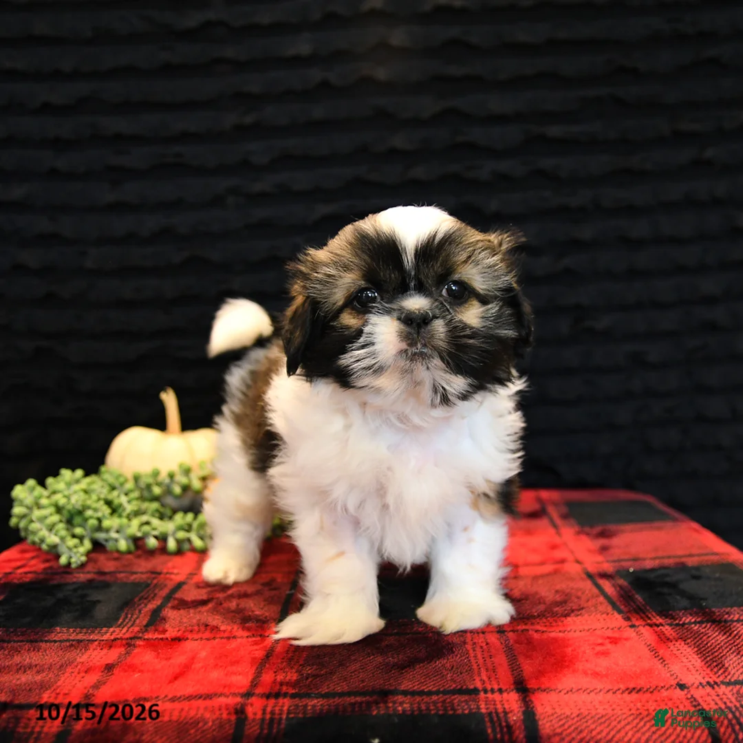 Shih Tzu dogs for sale: Buck - Ad 2