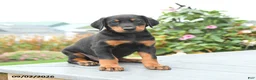 Mixed Breed dogs for sale: Freddie - Ad 2