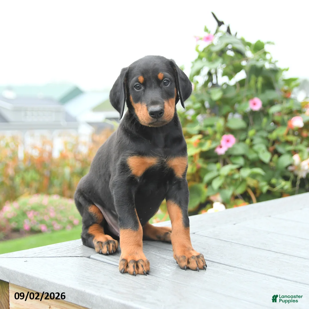 Mixed Breed dogs for sale: Freddie - Ad 2