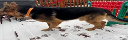 German Shepherd dogs for sale: Tasha - Ad 7