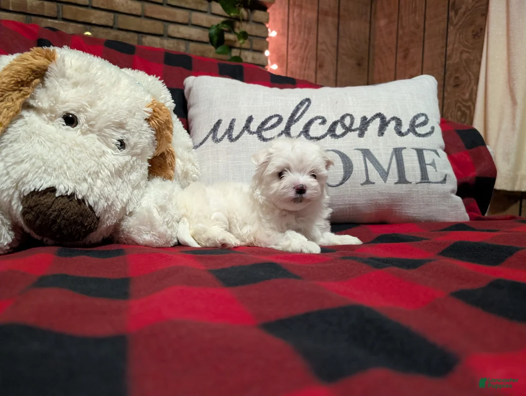 Maltese dogs for sale: Maltese Puppy 1 - Ad 1